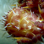 Diminovula culmen